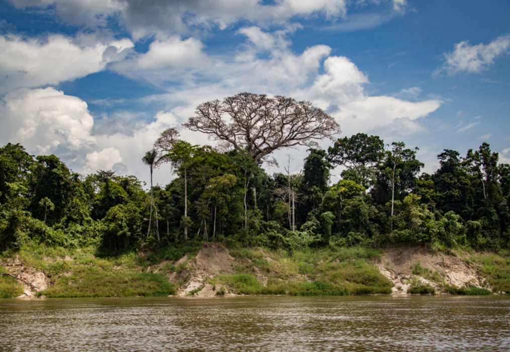 Projetos locais na Amazônia têm prazo prorrogado